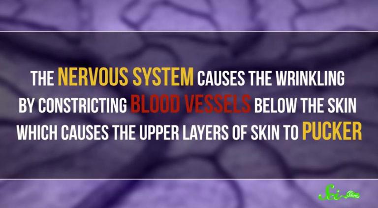 Вот почему наши пальцы рук и ног становятся морщинистыми, от долгого пребывания в воде почему пальцы морщатся из-за воды, почему кожа пальцев сморщивается, почему морщится кожа пальцев вода