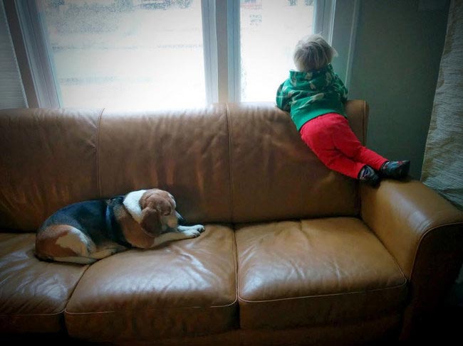 3-летний мальчик написал письмо своей умершей собаке и.. получил ответ 3-летний мальчик написал письмо собака, мальчик получил ответ от умершей собаки