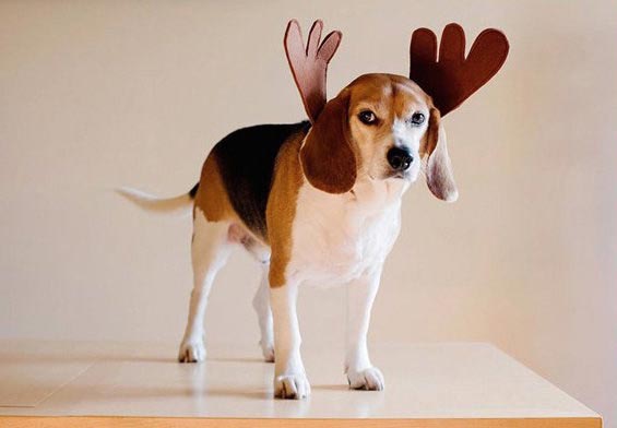 3-летний мальчик написал письмо своей умершей собаке и.. получил ответ 3-летний мальчик написал письмо собака, мальчик получил ответ от умершей собаки