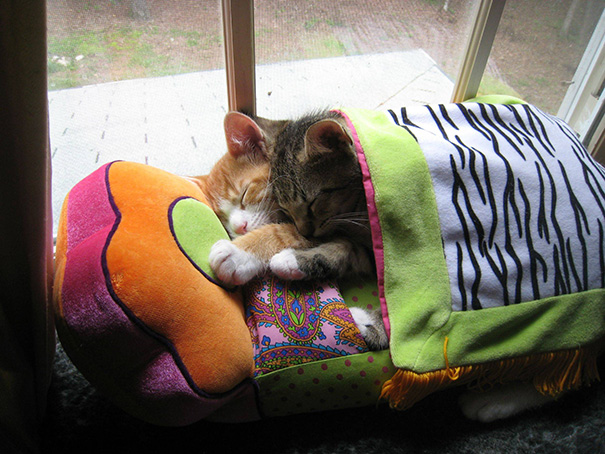 спящие котята, котята спят