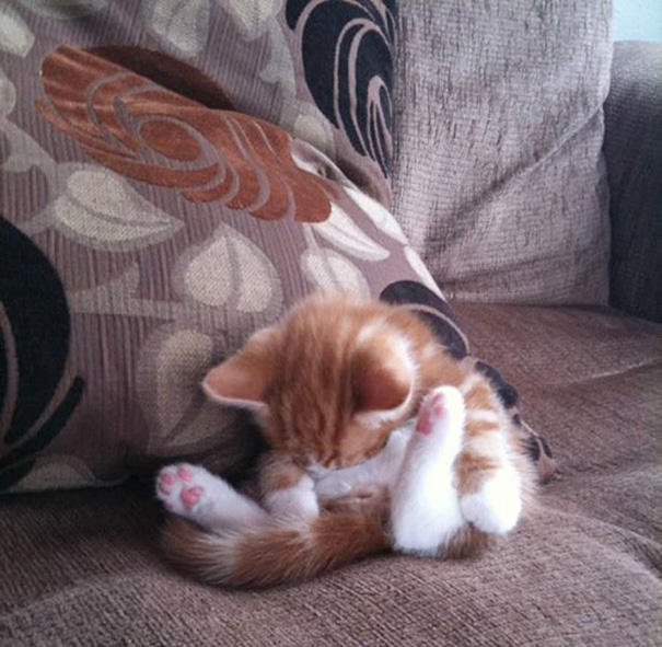 спящие котята, котята спят