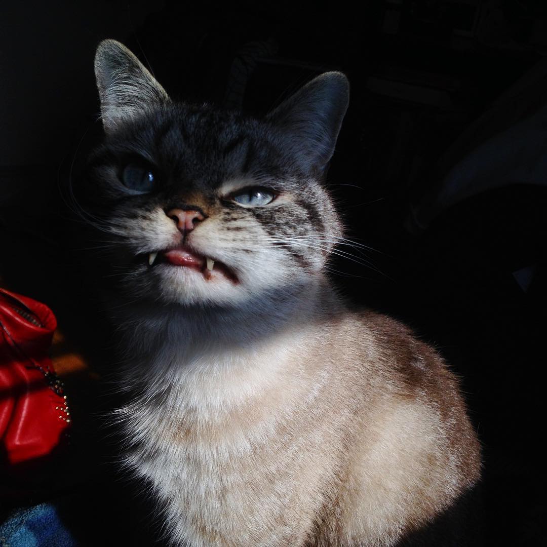 кот вампир, кот вампир Локи,  Vampire Cat Loki