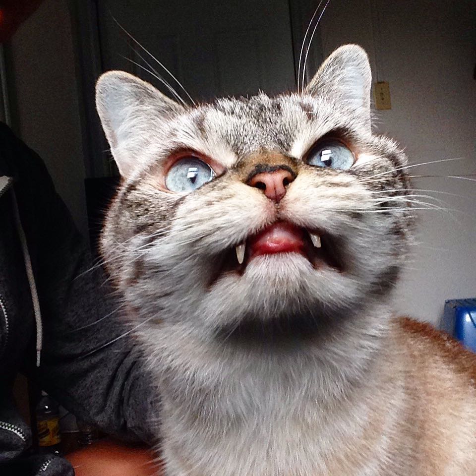 кот вампир, кот вампир Локи,  Vampire Cat Loki