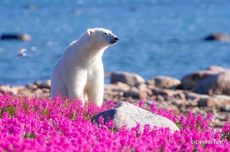 полярный медведь в цветах, белый медведь в цветах,  Дэннис Фаст, Dennis Fast
