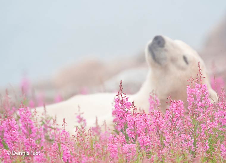 полярный медведь в цветах, белый медведь в цветах,  Дэннис Фаст, Dennis Fast