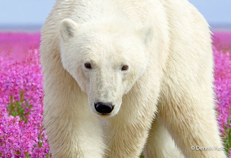 полярный медведь в цветах, белый медведь в цветах,  Дэннис Фаст, Dennis Fast