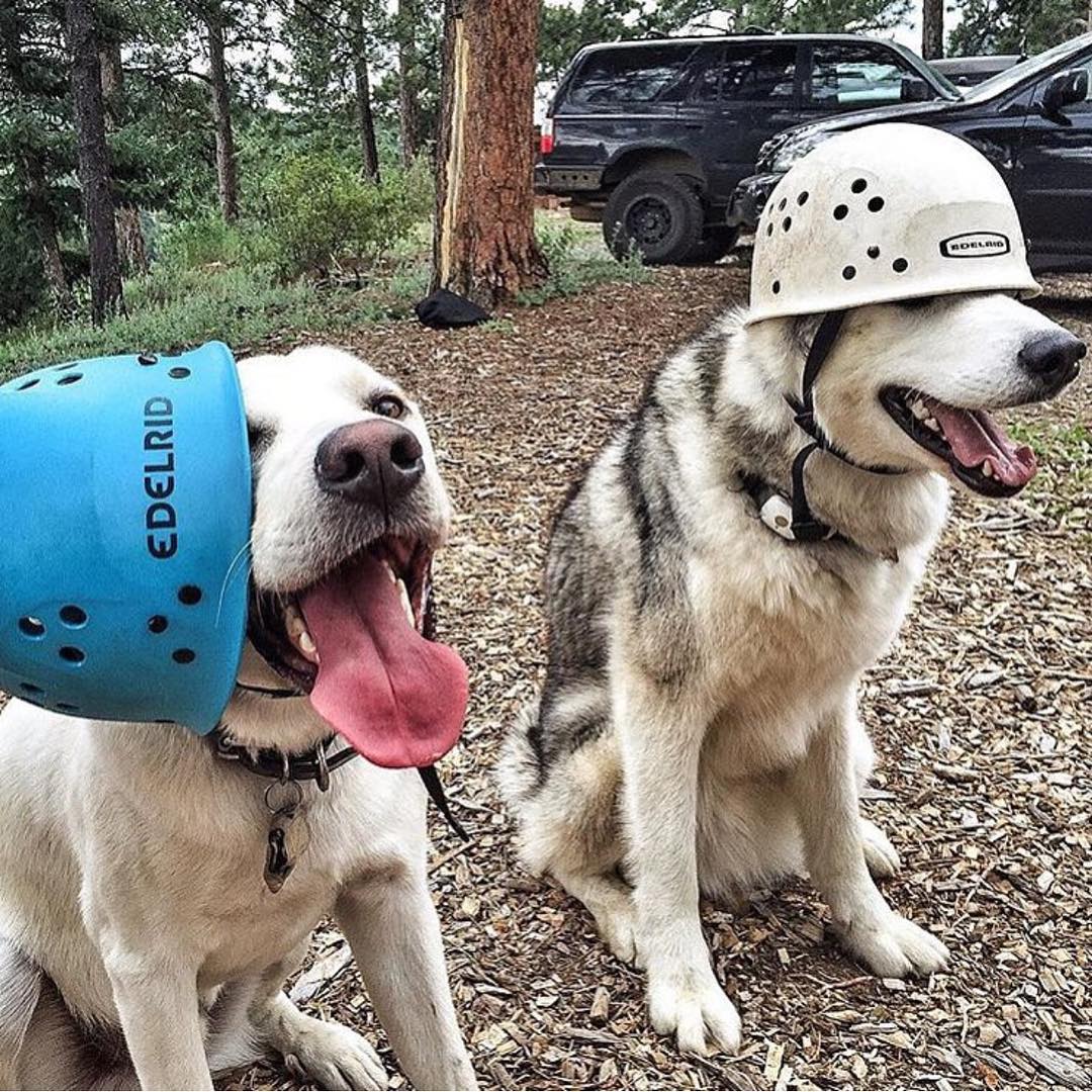 Друг, который всегда с тобой: страница в Instagram, которая вдохновляет на путешествие со своей собакой путешествие с собакой, Camping With Dogs