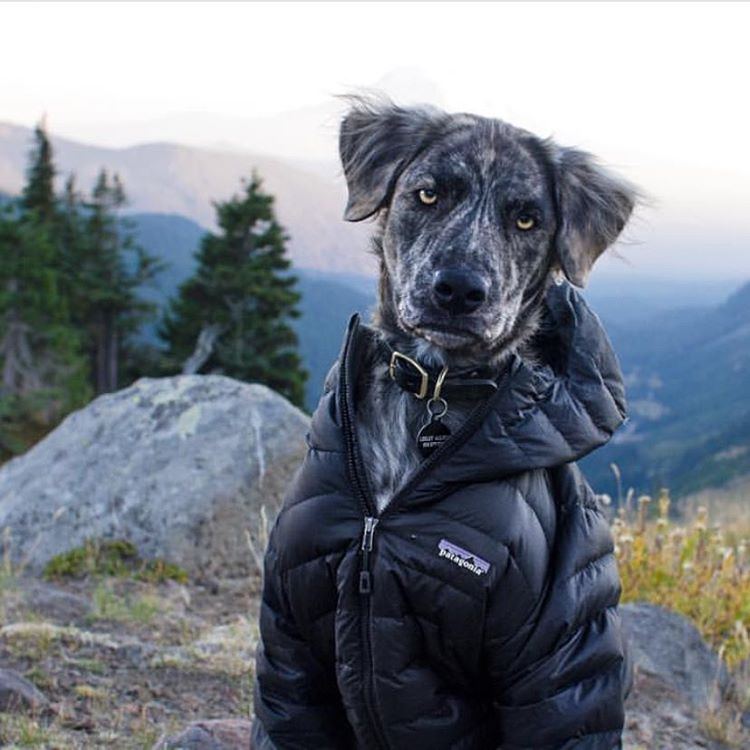 Друг, который всегда с тобой: страница в Instagram, которая вдохновляет на путешествие со своей собакой путешествие с собакой, Camping With Dogs