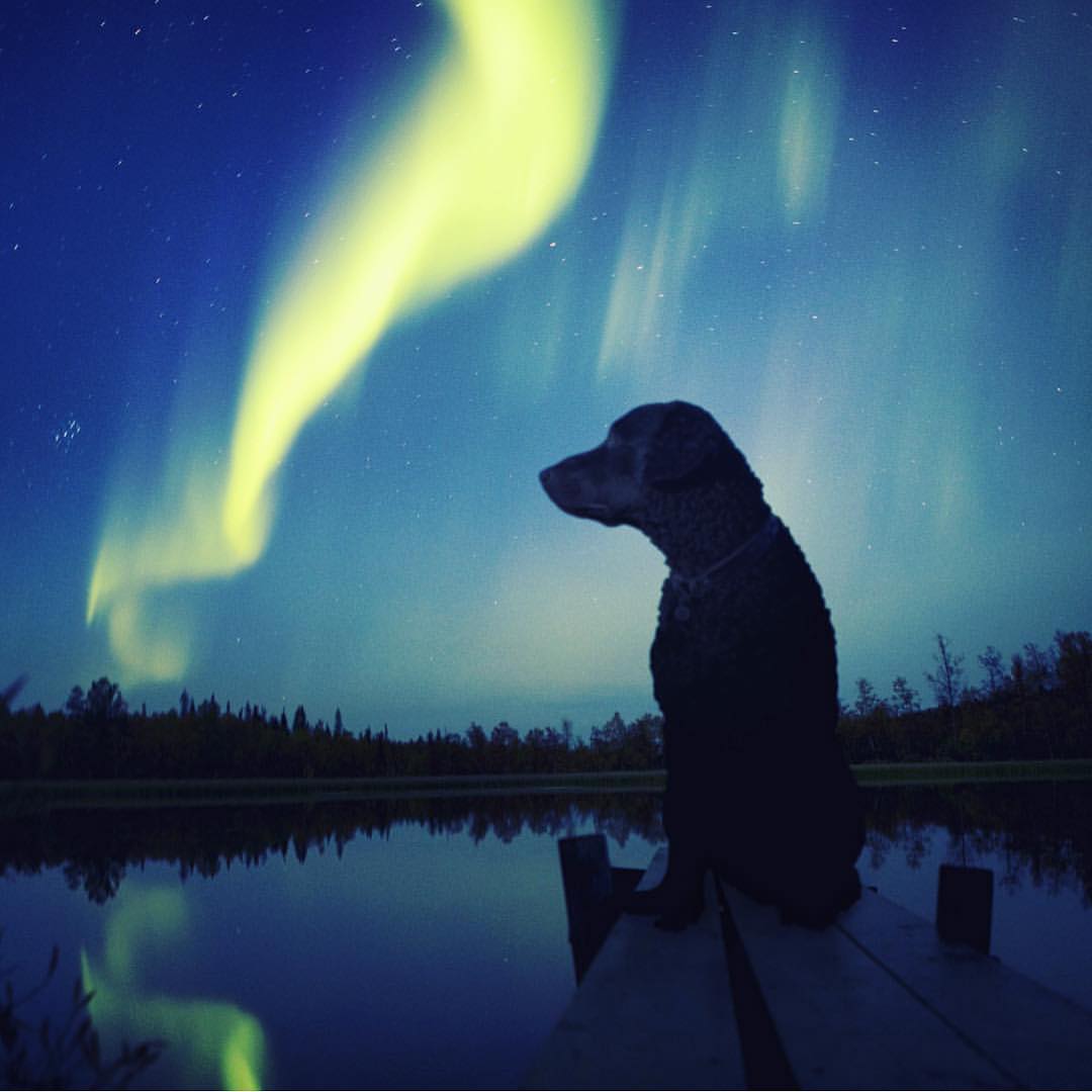 Друг, который всегда с тобой: страница в Instagram, которая вдохновляет на путешествие со своей собакой путешествие с собакой, Camping With Dogs