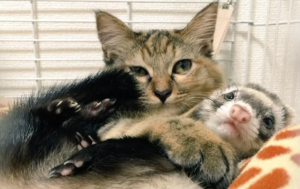 котёнок который считает себя хорьком, котёнок Комари