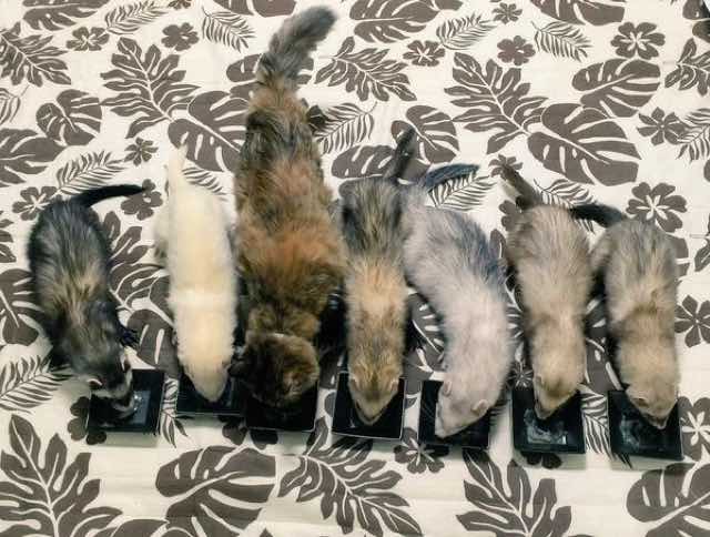 котёнок который считает себя хорьком, котёнок Комари