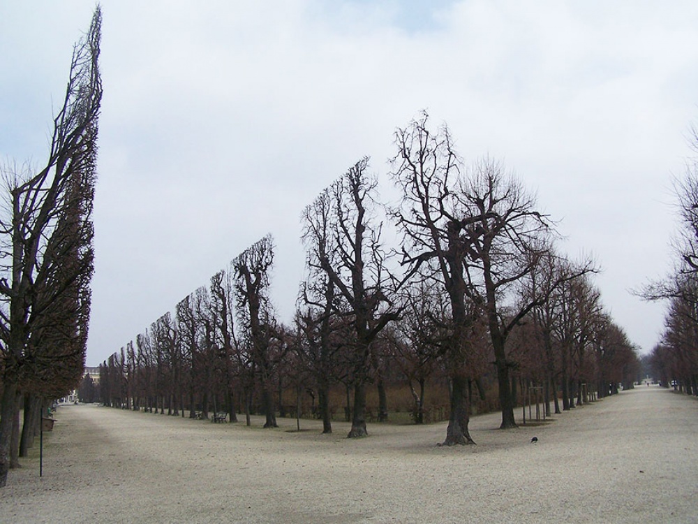 Look at this tree. Деревья в парке шёнбрунн. Австрия, Вена. Деревья в парке шёнбрунн. Подстриженные деревья в парке. Дерево ровное.