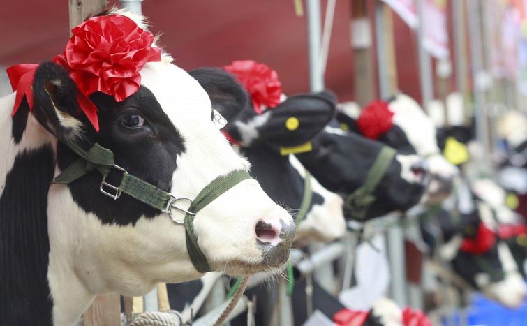 мощные фотографии, самые мощные фотографии недели, обо всём на свете