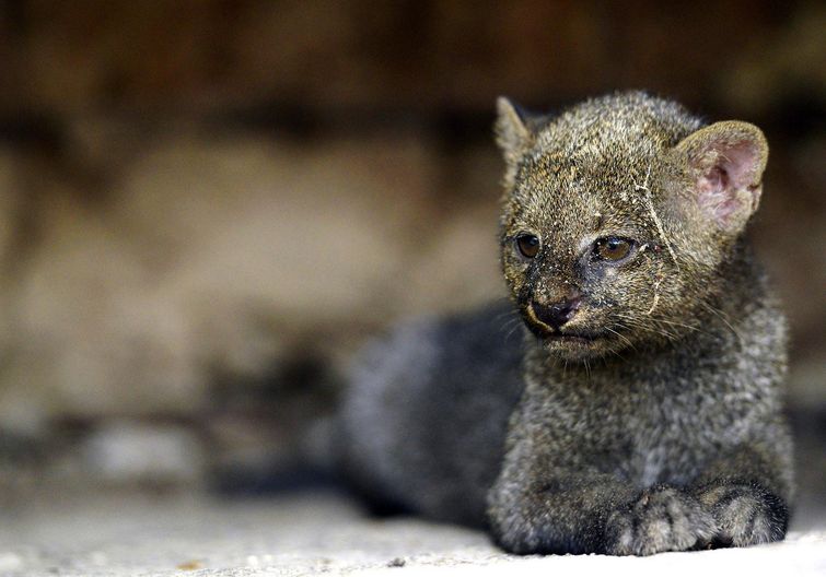 мощные фотографии, самые мощные фотографии недели, обо всём на свете