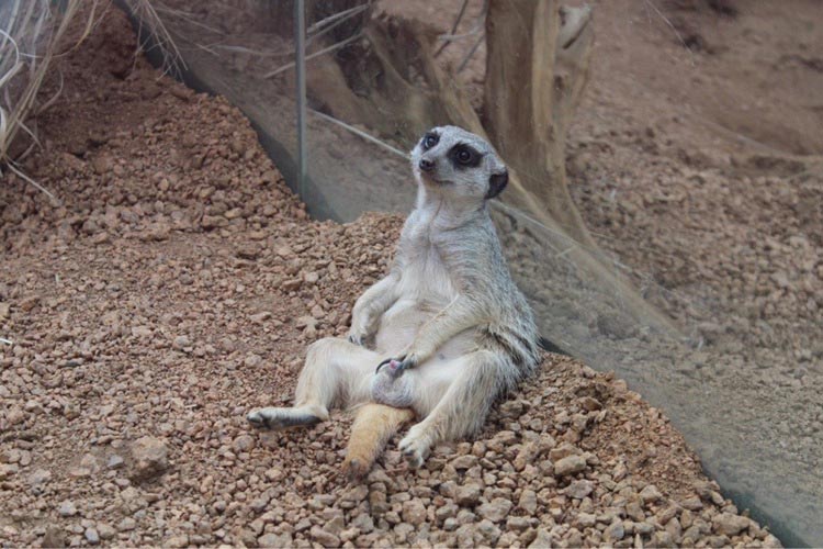 смешные фото зоопарк, зоопарк смешные случаи