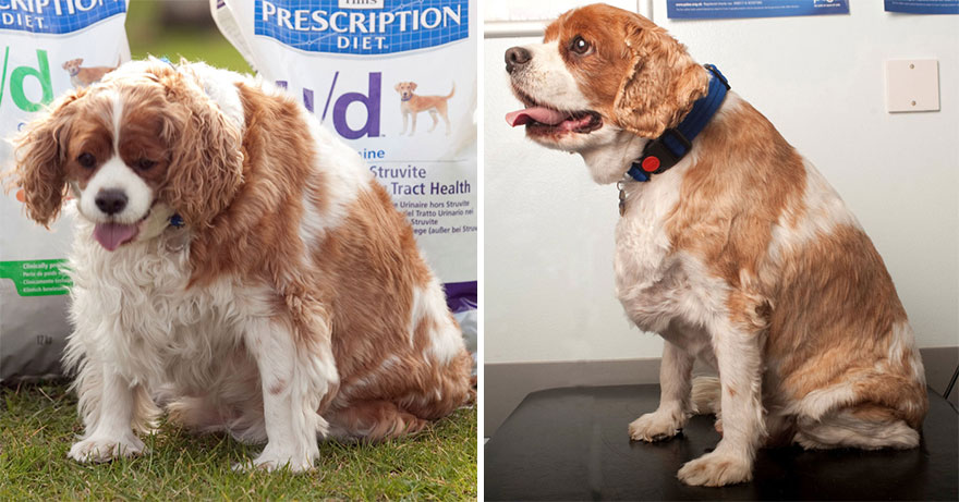 Фитнес-клуб для животных, животные до и после похудения, Pet Fit Club