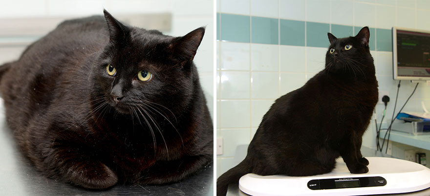 Фитнес-клуб для животных, животные до и после похудения, Pet Fit Club