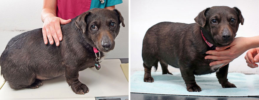 Фитнес-клуб для животных, животные до и после похудения, Pet Fit Club