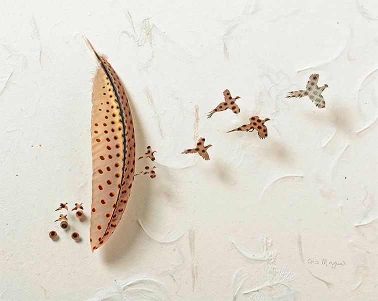Крис Мэйнард, Chris Maynard, перья в произведения искусства, вырезает из перьев птиц