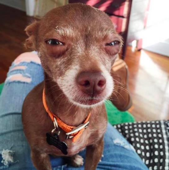 собаки хотят вкусняшку, собаки требуют чтобы их покормили