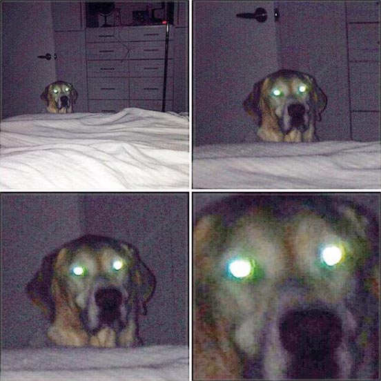 собаки хотят вкусняшку, собаки требуют чтобы их покормили