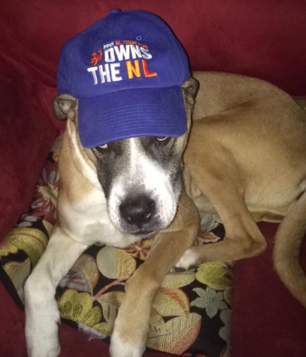 собаки хотят вкусняшку, собаки требуют чтобы их покормили