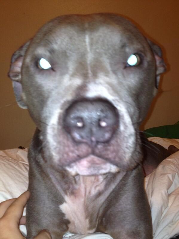 собаки хотят вкусняшку, собаки требуют чтобы их покормили