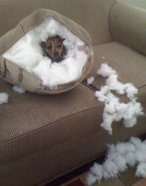 собаки засранцы, шкодливая собака