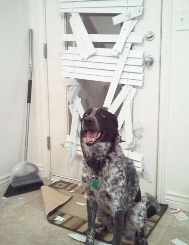 собаки засранцы, шкодливая собака