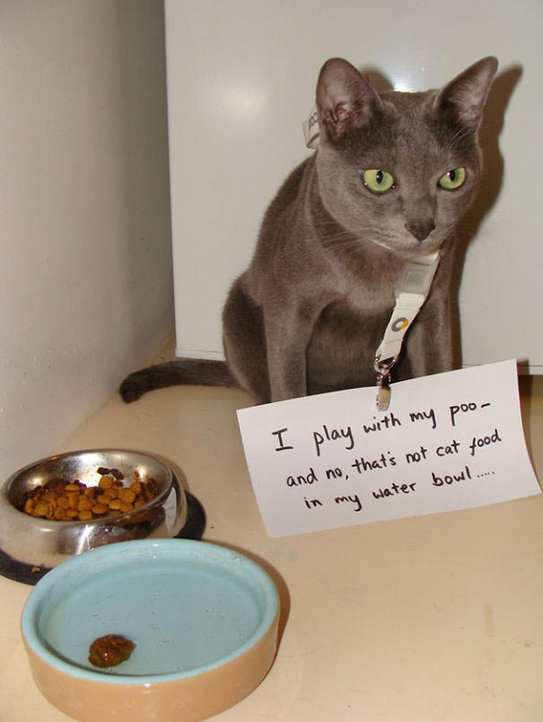 Смешные истории из жизни кошек-засранцев, за которые им должны быть стыдно кошки засранцы, кошкам стыдно, смешные истории кошек