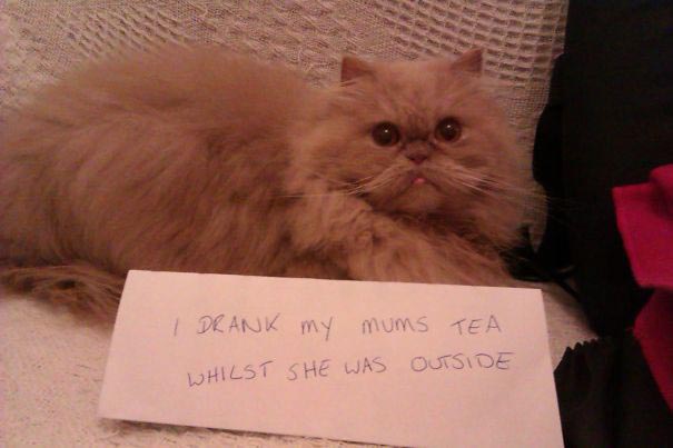 Смешные истории из жизни кошек-засранцев, за которые им должны быть стыдно кошки засранцы, кошкам стыдно, смешные истории кошек