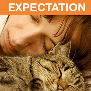 Жизнь с котом, ожидание против реальности, кот ожидание против реальности