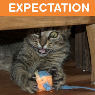 Жизнь с котом, ожидание против реальности, кот ожидание против реальности