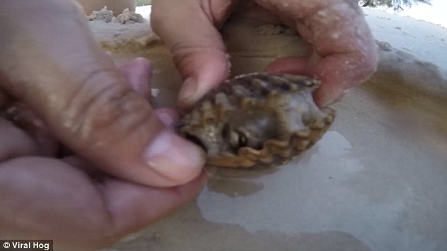 осьминог выпрыгнул из раковины, осминог замаскировался под моллюска, осьминог в раковине моллюска, осьминог из раковины моллюска