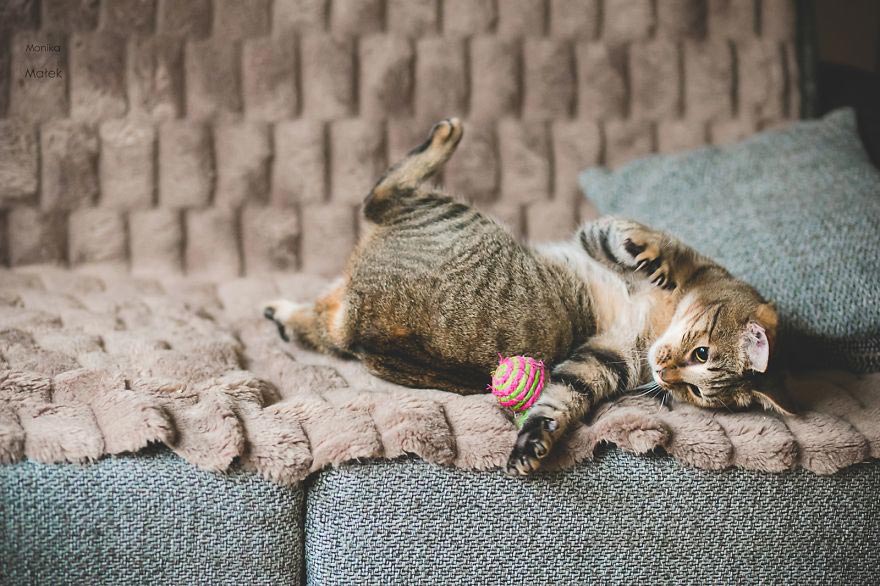 Моника Малек, Monika Małek, я всё ещё кот, I Am Still A Cat, коты-инвалиды