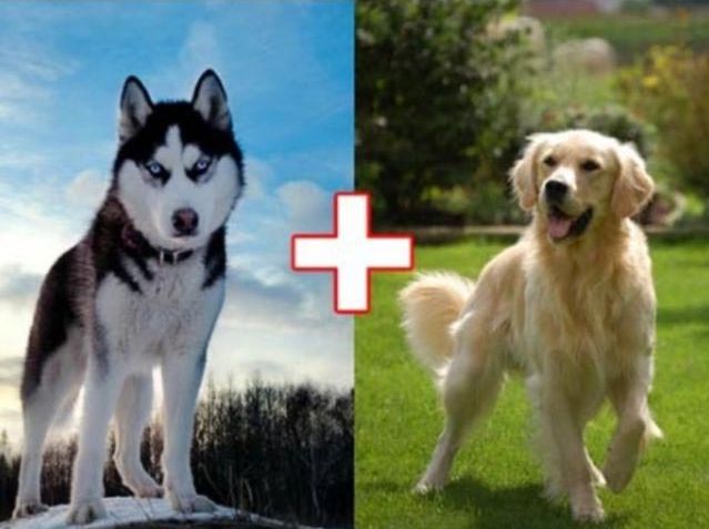 необычные гибриды собак, безумные гибриды собак, необычная помесь собак, смесь пород собак