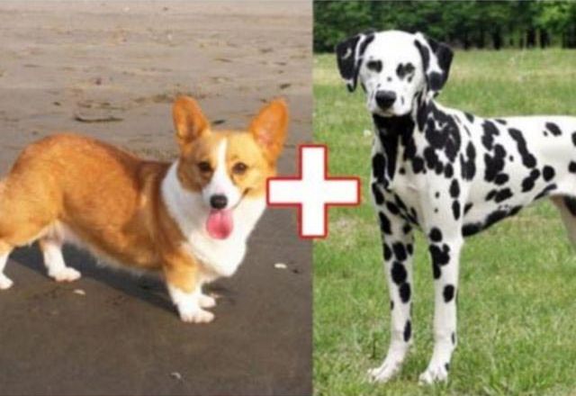 необычные гибриды собак, безумные гибриды собак, необычная помесь собак, смесь пород собак