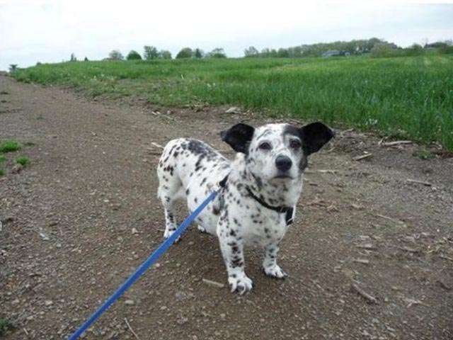 необычные гибриды собак, безумные гибриды собак, необычная помесь собак, смесь пород собак