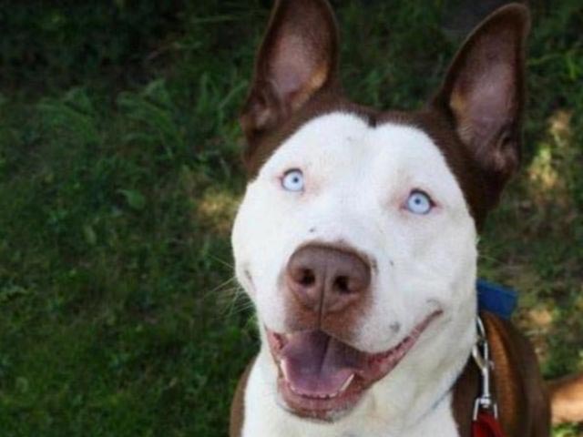 необычные гибриды собак, безумные гибриды собак, необычная помесь собак, смесь пород собак