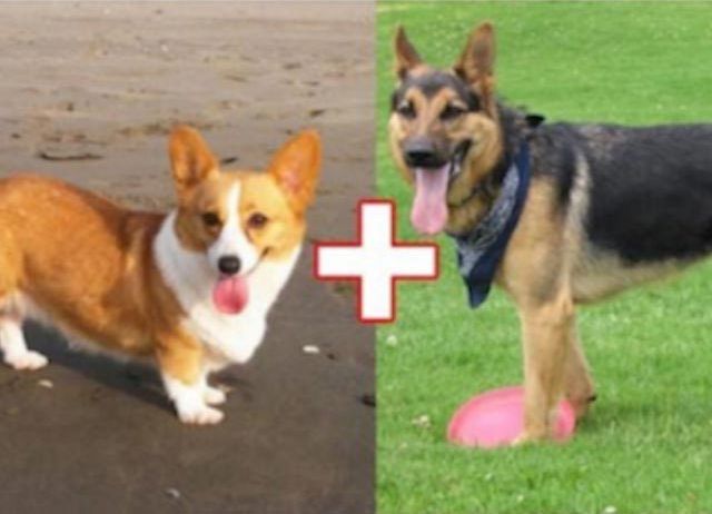 необычные гибриды собак, безумные гибриды собак, необычная помесь собак, смесь пород собак