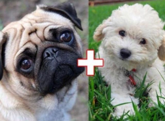 необычные гибриды собак, безумные гибриды собак, необычная помесь собак, смесь пород собак