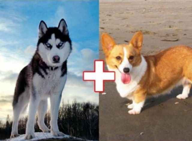 необычные гибриды собак, безумные гибриды собак, необычная помесь собак, смесь пород собак