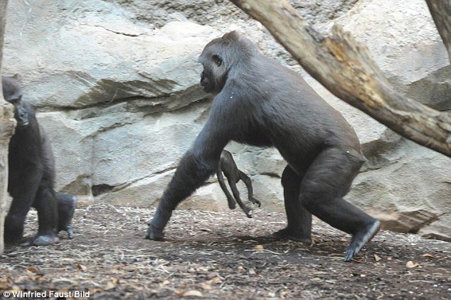 горилла держала на руках мертвого детеныша, горила не верила что её детёныш умер, горилла с мертвым детенышем на руках, горилла Шира