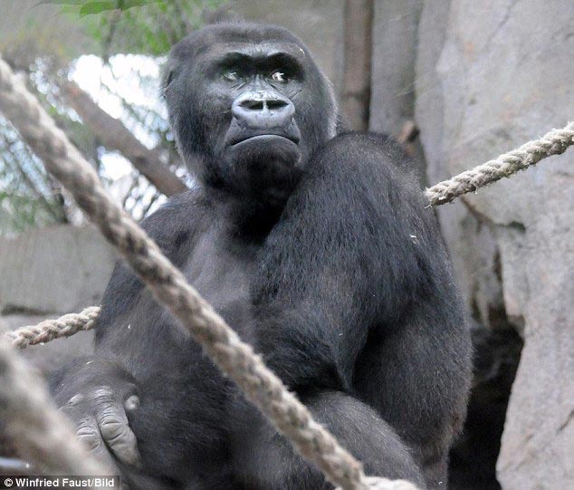 горилла держала на руках мертвого детеныша, горила не верила что её детёныш умер, горилла с мертвым детенышем на руках, горилла Шира