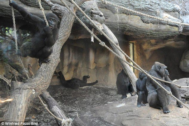 горилла держала на руках мертвого детеныша, горила не верила что её детёныш умер, горилла с мертвым детенышем на руках, горилла Шира