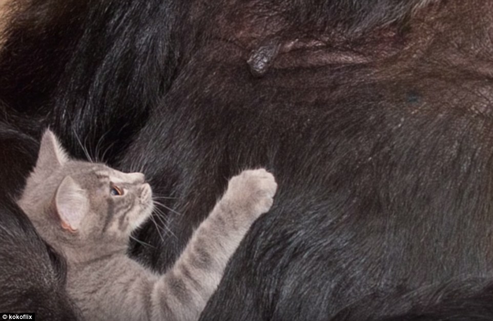 горилла Коко, горилла усыновила двух котят 
