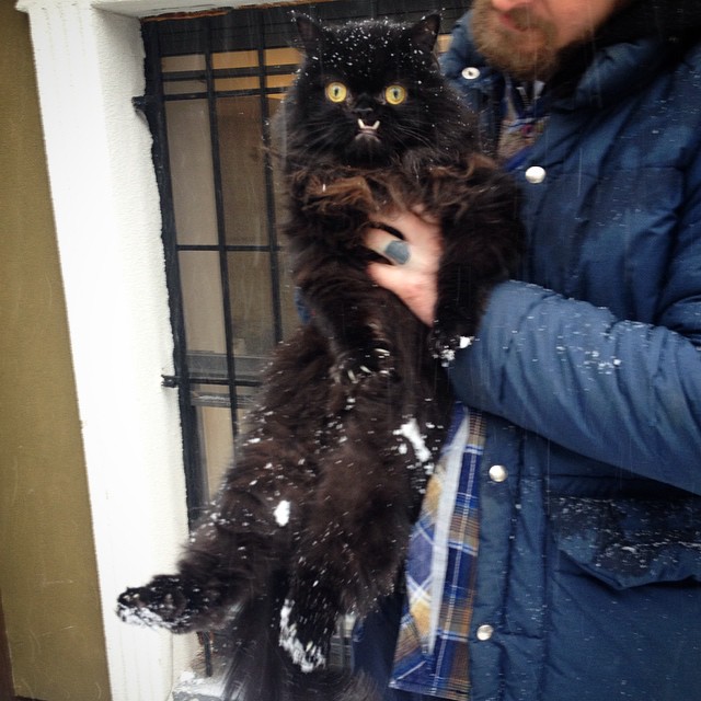 кошка со странными зубами, Princess Monster Truck, кошка с зубами наружу