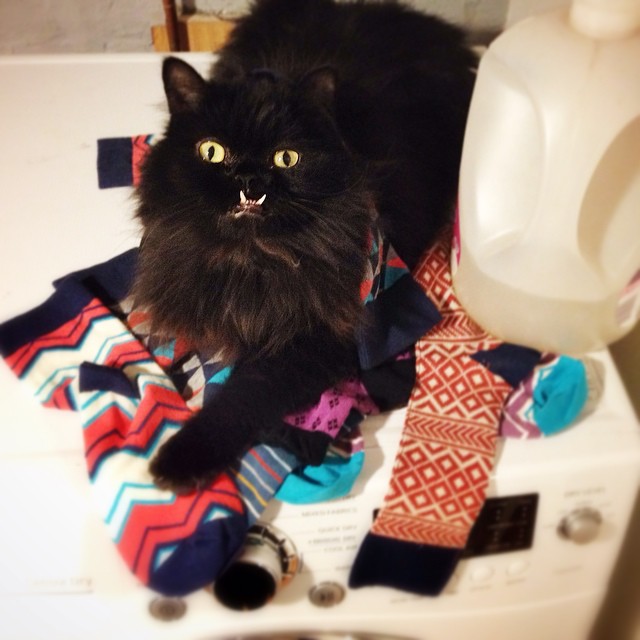 кошка со странными зубами, Princess Monster Truck, кошка с зубами наружу