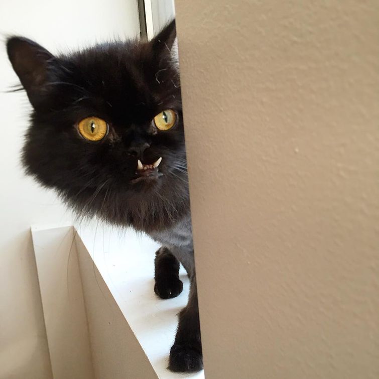 кошка со странными зубами, Princess Monster Truck, кошка с зубами наружу