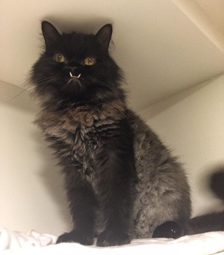 кошка со странными зубами, Princess Monster Truck, кошка с зубами наружу